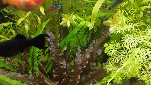 Самые неприхотливые аквариумные растения |  просто добавь воды и света