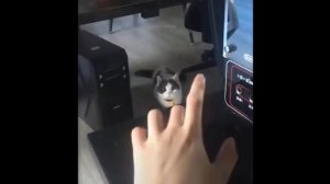 Смешное Видео Про Кошек И Собак Смотреть Бесплатно ? ? #26