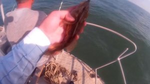 Джиг в Черном море. Днестровская банка, Затока.