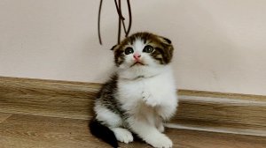 Милый котенок играет с игрушкой