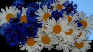 ОЧІ ВОЛОШКОВІ співає Дмитро Гнатюк авторка кліпу Зоя Боур-Москаленко