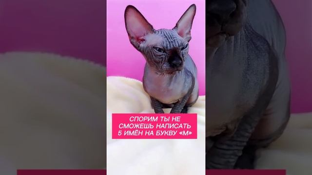 Лысая кошка Сфинкс выбери имя #tiktok #catsphynx