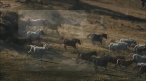 Гуливали кони. Елена Садовская