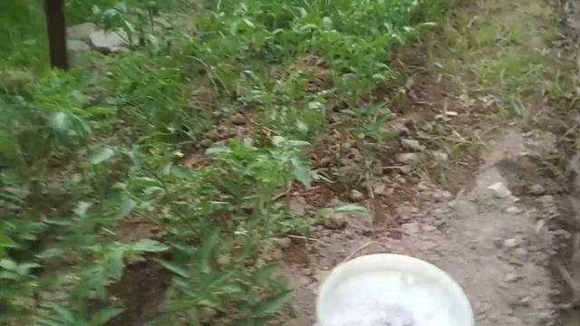 ,Памидорга жудда керакли озука смотреть онлайн