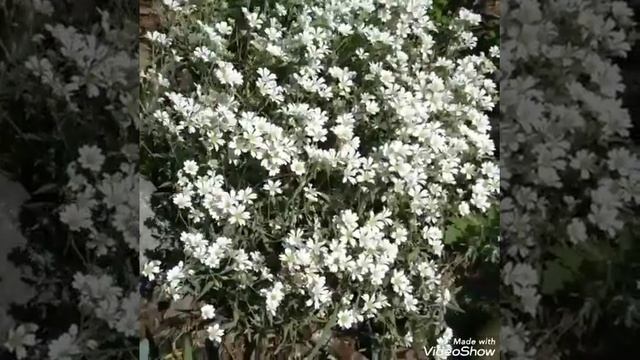 Ясколка уход почвопокровное растение альпийских горок смотреть онлайн