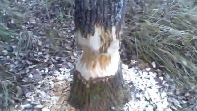 Бобры великие строители. смотреть онлайн