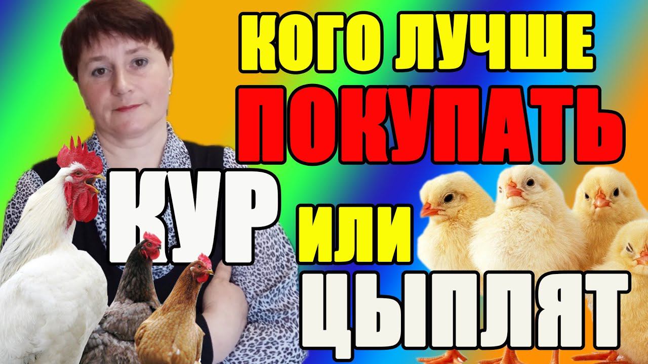 Кого лучше покупать МОЛОДЫХ КУР или СУТОЧНЫХ ЦЫПЛЯТ.