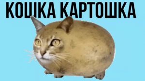 кошка картошка