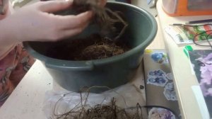 Покупка флоксов зимой.Как их сохранить до посадки 11-12.02.23г.