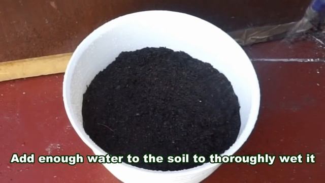 How To Grow Ginger Plant Indoors in Pot - Gardening Tips смотреть онлайн