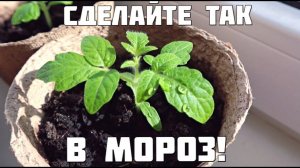 Стоят сильные морозы - радуйтесь, рассада будет крепкой. Супер способ придумали хитрые садоводы.
