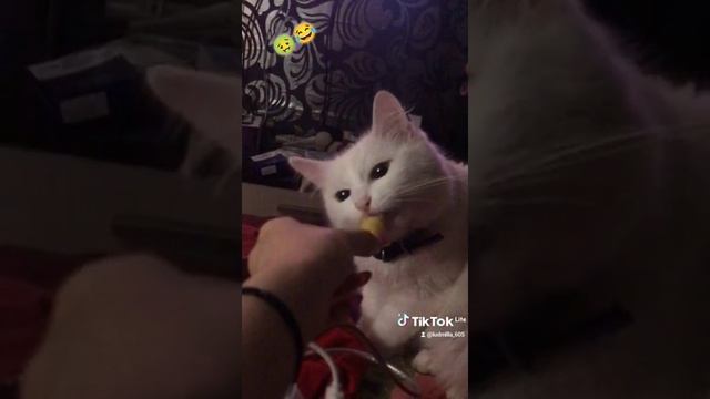 наш подкидыш,любит все что нельзя! #мукбанг #животные #кот #белка  #подкидыш #подпишись #поставьлай