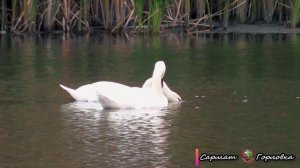 Лебеди на Короленковских прудах