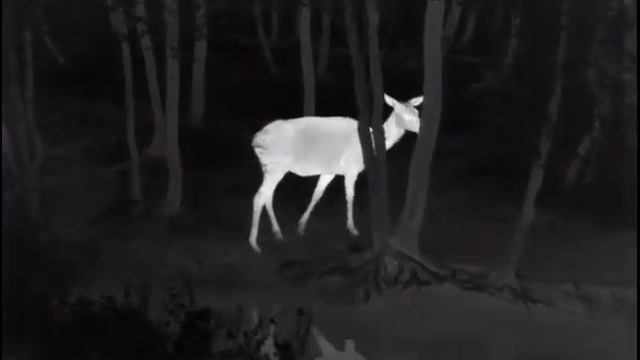 Pulsar Helion XP50 смотреть онлайн