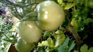 томат Орлиное сердце. Скоро поспеют....