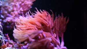 Корнулярия