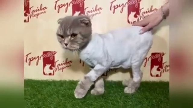 Кот Симба после стрижки смотреть онлайн