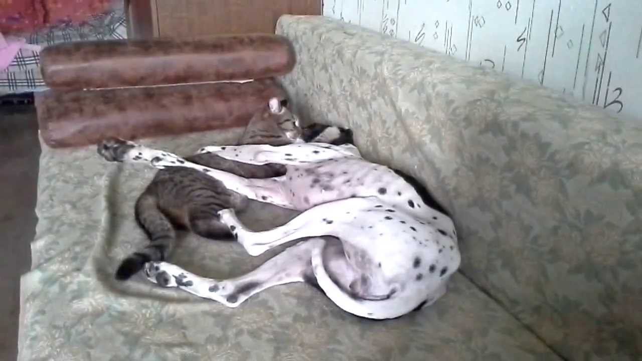 Поиграйки смотреть онлайн