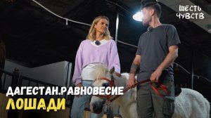 Лошади // ДАГЕСТАН.РАВНОВЕСИЕ / 6 чувств