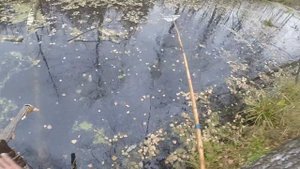 Как поймать малька осенью, видео rybachil.ru