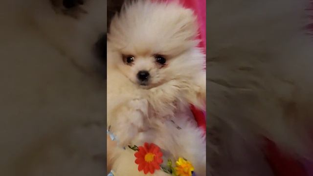 my puppy boo pomeranian