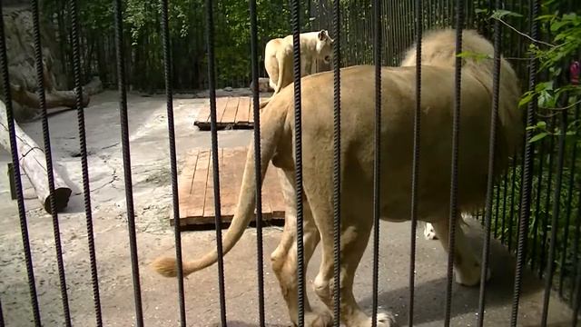 Крым. Ялта. Май 2о16. Зоопарк Сказка. Африканский лев. смотреть онлайн
