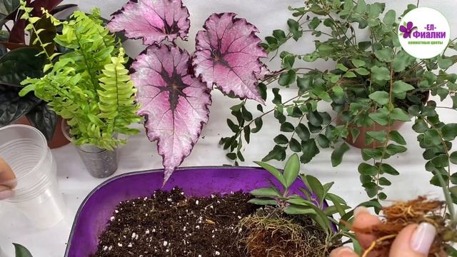 КОМНАТНЫЕ РАСТЕНИЯ /ПЕРЕСАДКА ХОЙИ /УХОД смотреть онлайн