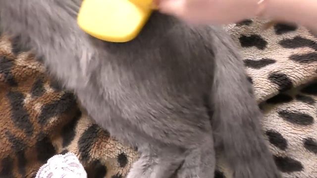 АСМР ASMR Звуки расчески, кошачий релакс Sound comb, cat relax