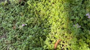 Какие бывают почвопокровники? #прунелла #тимьян