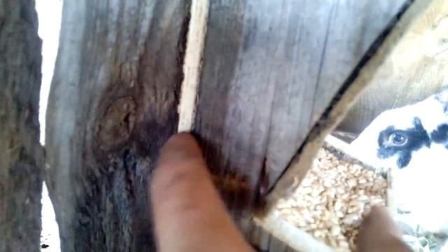 Самодельная бункерная кормушка для кроликов ,из подручных материалов смотреть онлайн