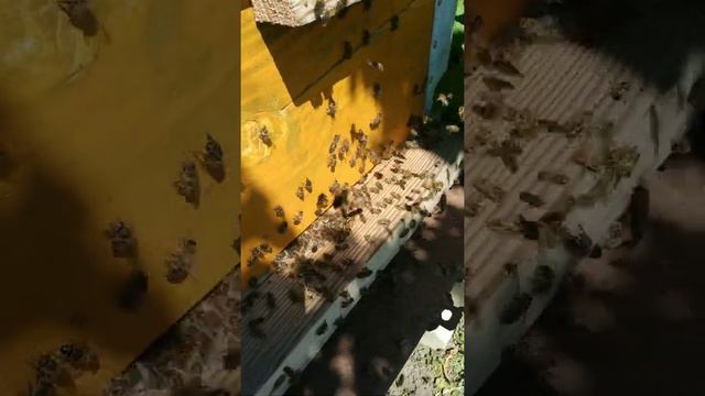 Пчёлы выгнали королеву!!! смотреть онлайн