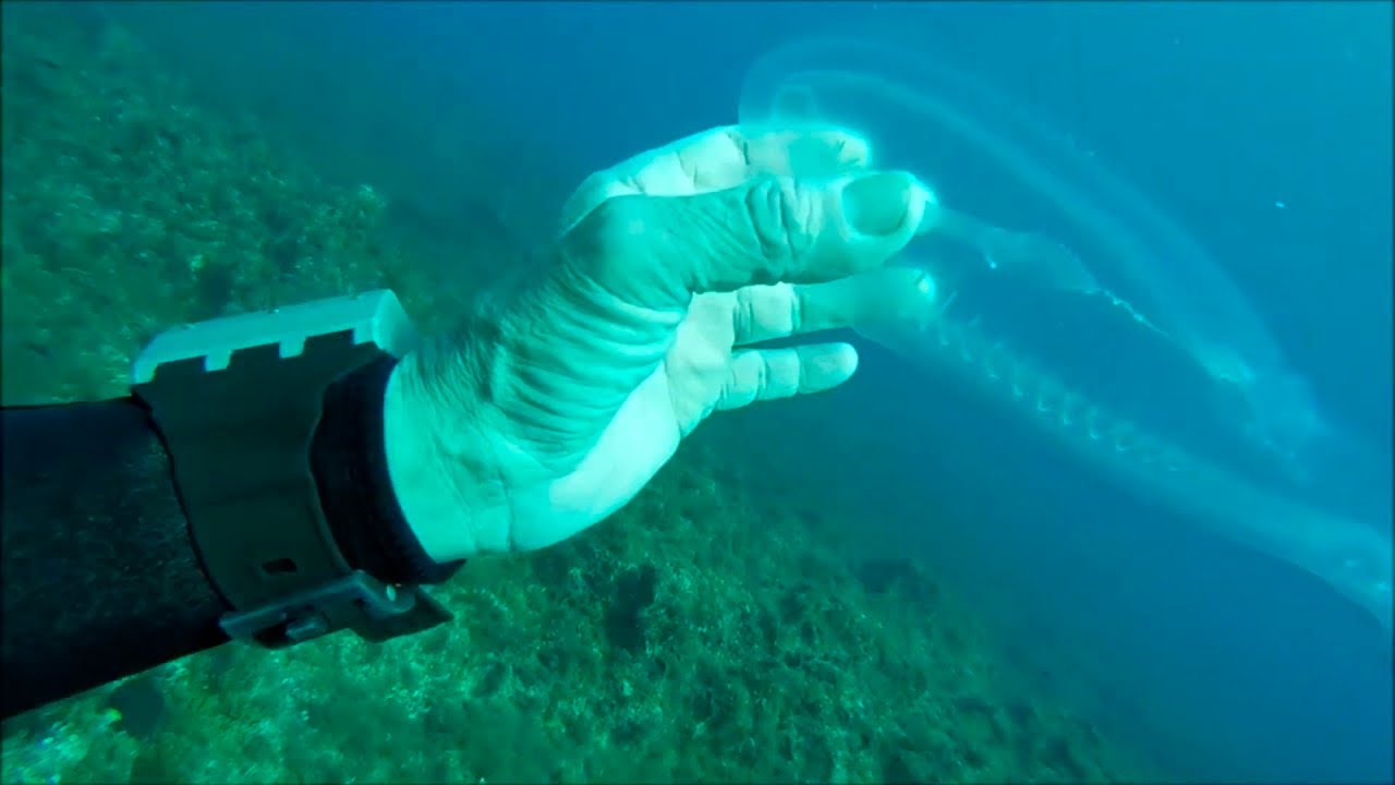 Вы Должны Увидеть, Как Эта Рыба Становится Прозрачной смотреть онлайн