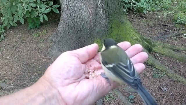 три братца синичонка смотреть онлайн