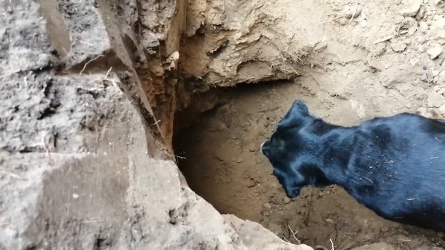 Барсук вышел с норы на ягдтерьера. Схватка. смотреть онлайн