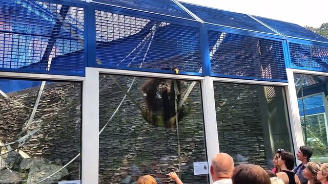 Новосибирский зоопарк. 23.07.2016. смотреть онлайн