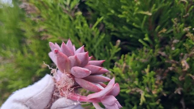 Echeveria Sp смотреть онлайн