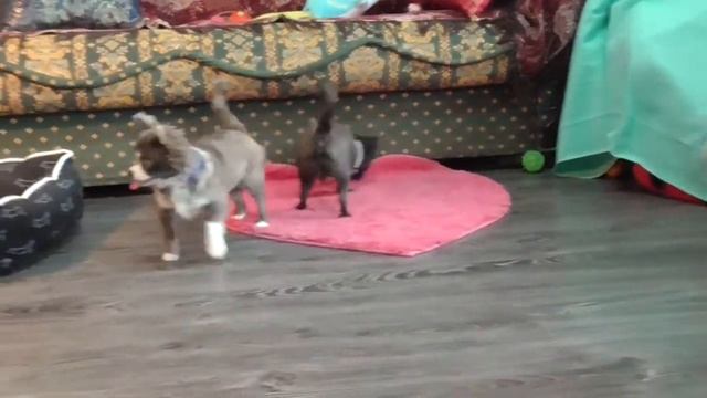 Голубые длинношерстные чихуахуа