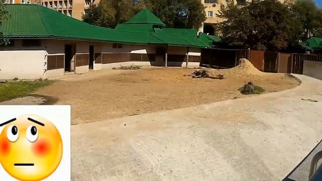 ВЛОГ VLOG МОСКВА МЫ ИДЕМ В ЗООПАРК Сестры Kids TV смотреть онлайн