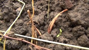 Зачем выползают выползки