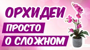 ВАМ ПОДАРИЛИ ОРХИДЕЮ? ? - ЧТО ДЕЛАТЬ? Что МОЖНО а что НЕЛЬЗЯ? Орхидея после покупки, ч.1