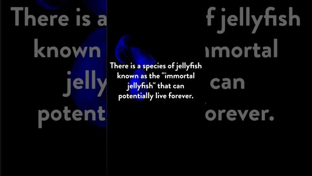 The Immortal Jellyfish: Is This Tiny Creature Really Immortal?