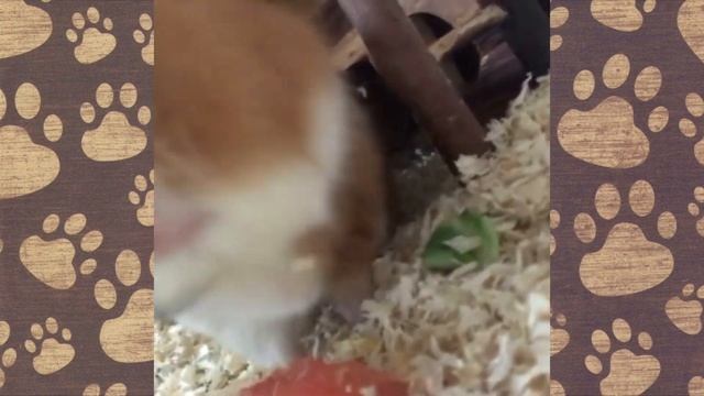 МОРСКИЕ СВИНКИ СМЕШНАЯ ОЗВУЧКА. ПРИКОЛЫ С ЖИВОТНЫМИ
