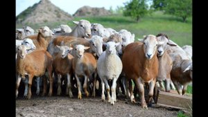 Катумские овцы. Бараны производители, взрослые и молодняк. Фермерское хозяйство "Катумы"