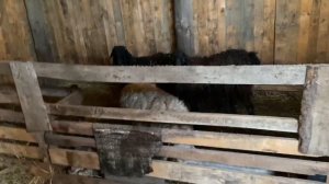 Рацион кормление овец в зимне-стойловый период
