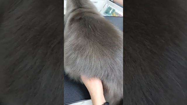 Груминг мейн куна. Экспресс линька кошек