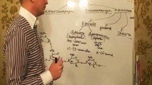 Лекция 2 Сложные белки (Цикл общей биохимии Усачева Степана)