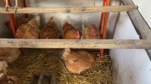 Купить инкубационное яйцо кур породы Мини мясные палевые белохвостые//помесь кур Бресс + Мини мясны