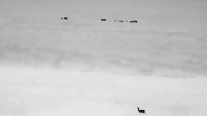 Тепловизионный бинокль guide tn450