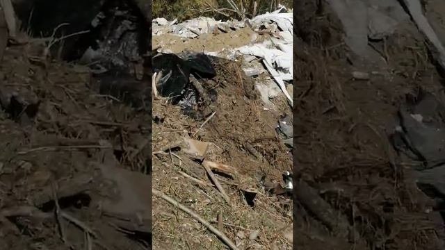 Захламлённая река Кума в селе Краснокумском