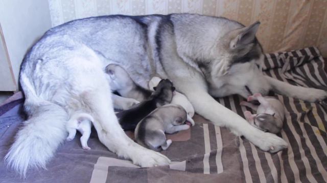 Мама и маламутики смотреть онлайн